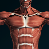 Victor Gonzalez Galvan - 筋肉系3D（解剖学） アートワーク