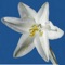 This is a guide to the basics of identifying over 740 wildflowers in the Anza-Borrego Desert and how to tell look-alikes apart