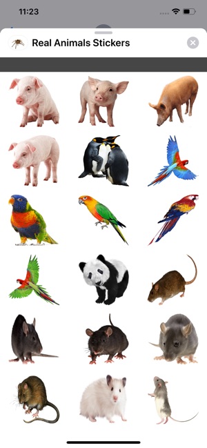 Real Animals Stickers(圖3)-速報App