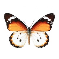 Fun Insect Stickers