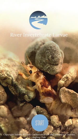 River Invertebrate Larvae