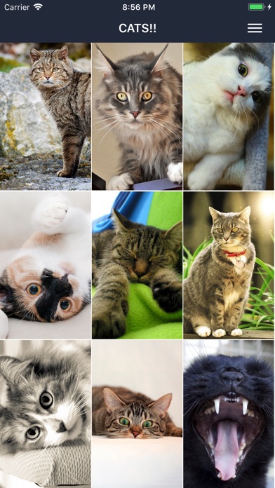 Cat Wallpapers Cute screenshot 2