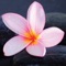Mindfulness Meditation with Tara Brach, Phd, by Wild Divine