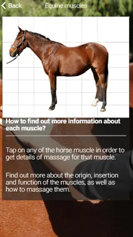 Game screenshot Equestricare Horse Massage hack