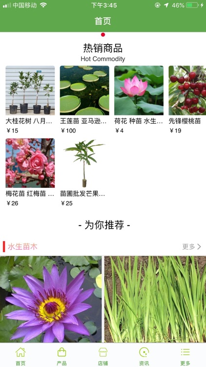 大小桂花树