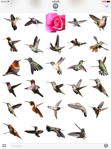 Hummingbirds - Medium (Retina) - náhled