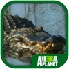 Animal Planet: Alligators