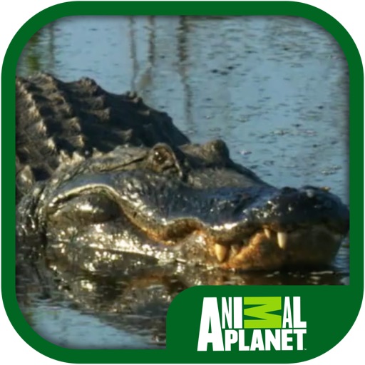 Animal Planet: Alligators iOS App