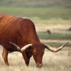 Fauna of Texas