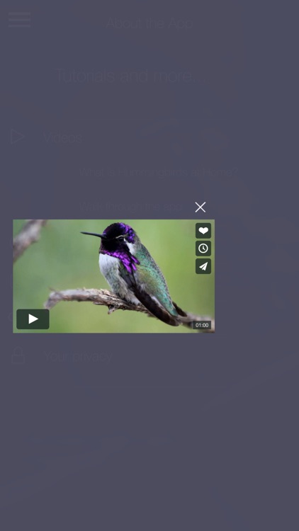 Audubon Hummingbirds at Home screenshot-4