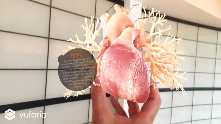 AnatomyAR+ for Merge Cube