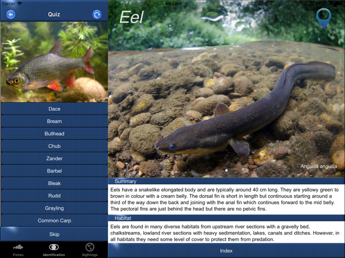 Fish Id - Freshwater Fish UK