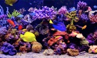 Top 11 Entertainment Apps Like Amаzing Aquarium - Best Alternatives