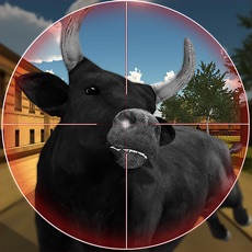 Activities of Angry Bull Hunting