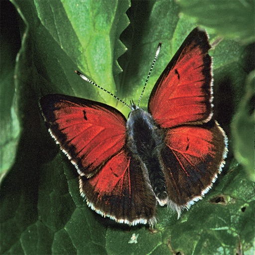 Butterflies of Greece The Book
