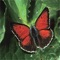 Welcome to the application THE BUTTERFLIES OF GREECE – The Book with the content as presented in the book THE BUTTERFLIES OF GREECE (ISBN 978-960-92740-1-2)