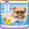 You must learn how to treat a dog, but in this game, you will learn exactly how a Pomeranian puppy needs to be taking care of