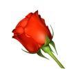 Romantic Roses Lovely Sticker