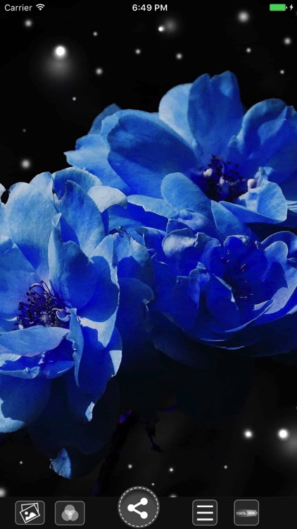Flower HD Wallpapers