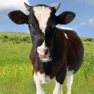 Get Cow Sounds! for iOS, iPhone, iPad Aso Report