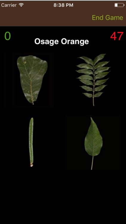 Leafsnap screenshot-3