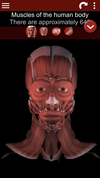 Muscular System 3D (anatomy) screenshot-0