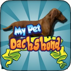 Activities of My Pet Dachshund