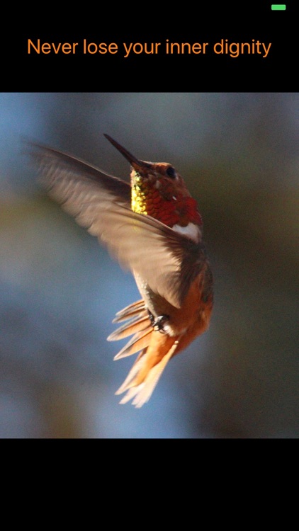 Hummingbird Moments