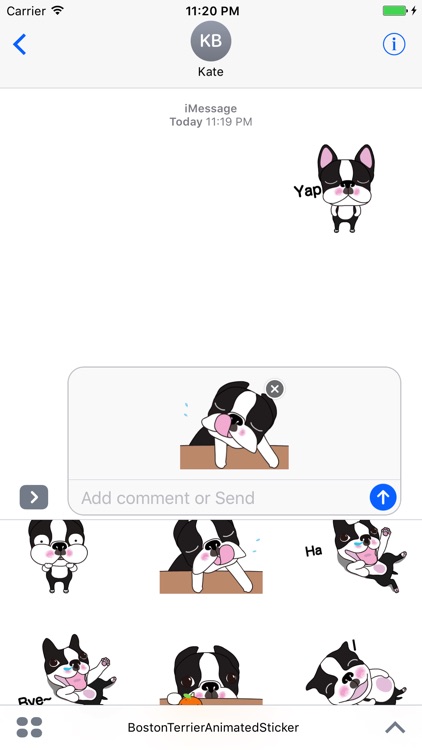 Boston Terrier Animated Sticker