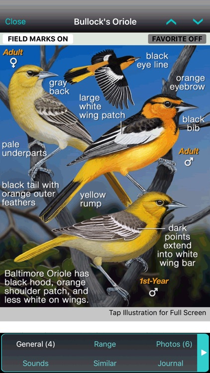 iBird Plus Guide to Birds