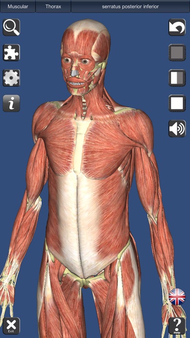 Visual Muscles 3D Screenshot 3