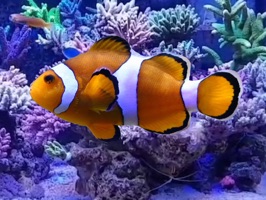 Saltwater Fish Stickers are finally here for iMessage