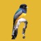 Full-featured birding field guide for Belize