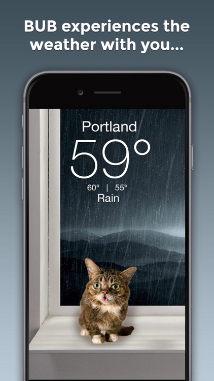 Lil BUB Cat Weather Report