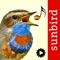 ¡Identifique las aves españolas atraves de sus sonidos