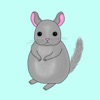 Little Chinchilla