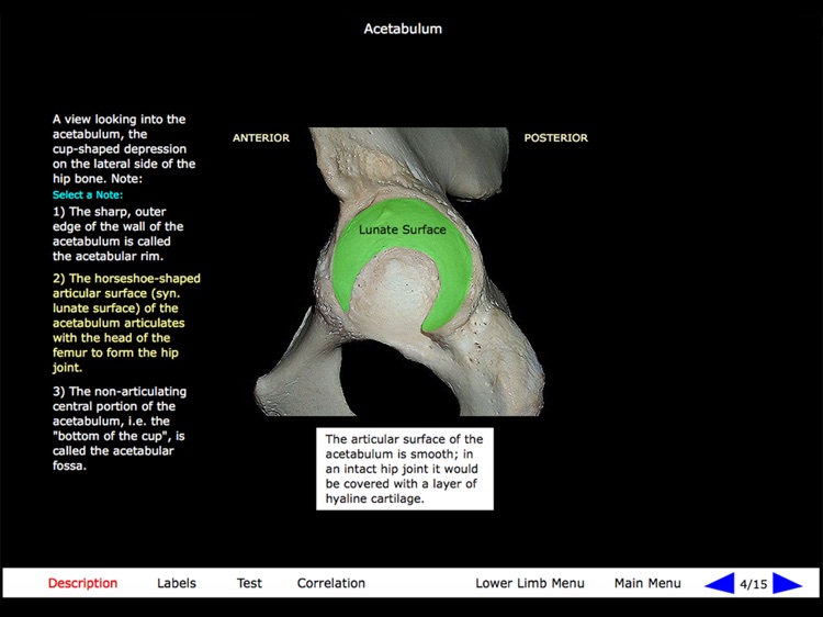 Gross Anatomy of the Skeleton screenshot-8