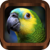 Bird Songs - Bird Call & Guide - XLabz Technologies Pvt. Ltd.