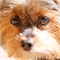 Mo Moments offers words of wisdom from a wise Yorkie named Mo