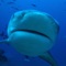 Sharks – Photo Collection of Different Shark Species is an impressive collection from all over the world 