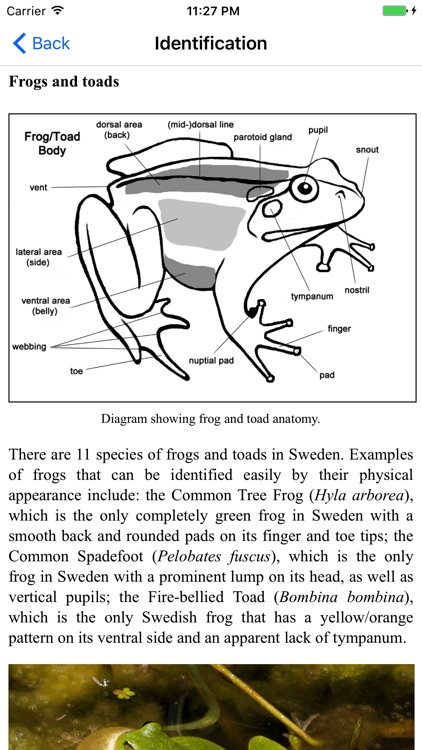 Reptiles and Amphibians of Sweden screenshot-4