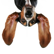 World Animal Day - Stickers