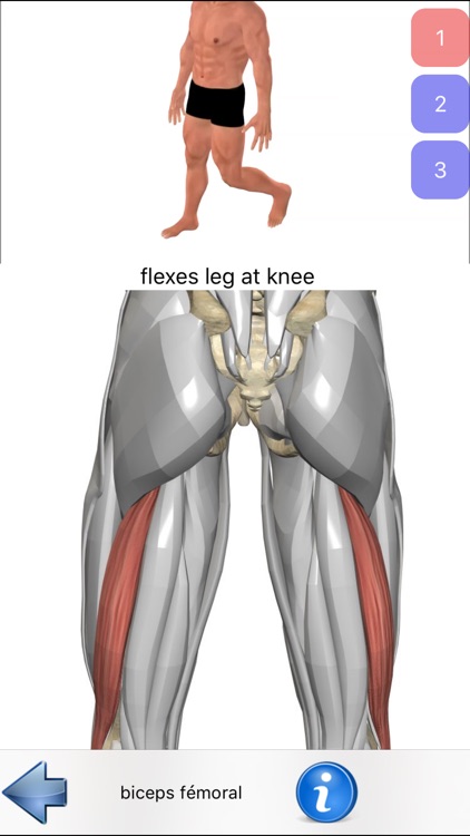 Anatomie Visuel screenshot-4