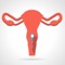 The Female Reproductive System