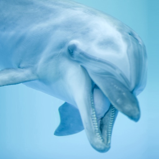 Dolphin Sounds! iOS App