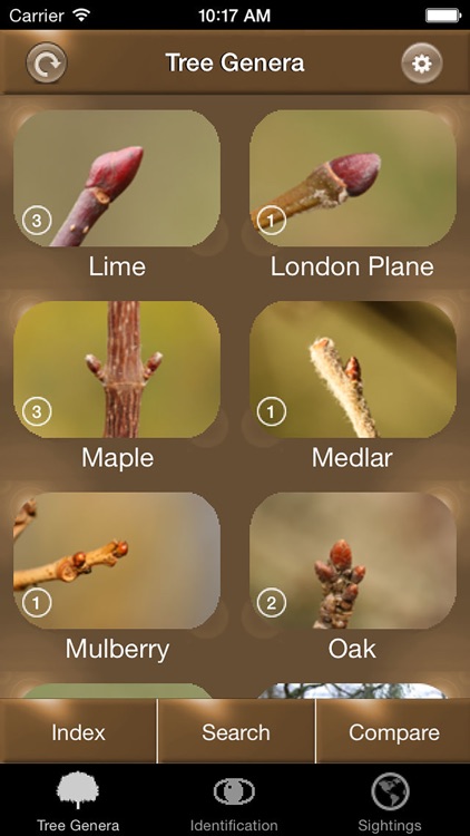 Winter Tree Id - British Isles