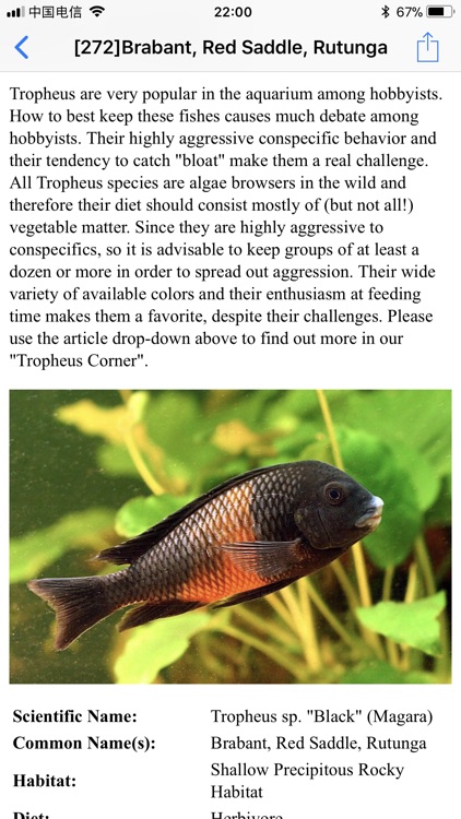 Cichlid