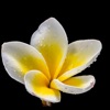 Plumeria Sticker Pack