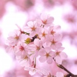 脱出ゲーム　春桜