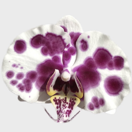 Real Orchid Stickers iOS App